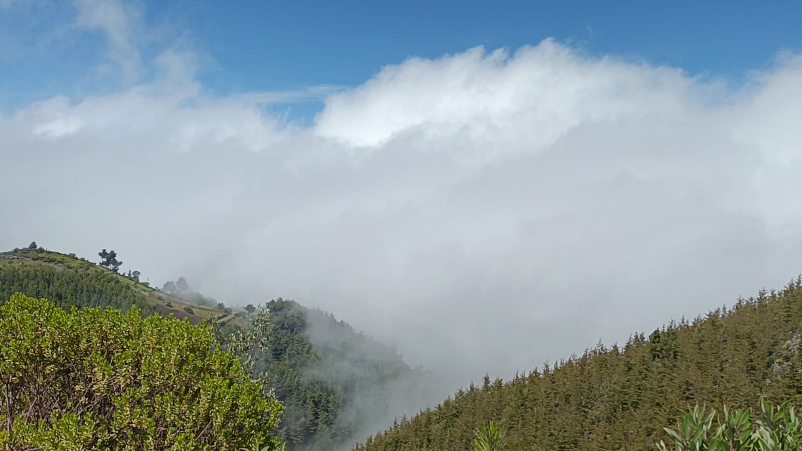 Guatemala reafirma su compromiso forestal en el XIII Congreso Forestal Nacional (COFONA 2026)